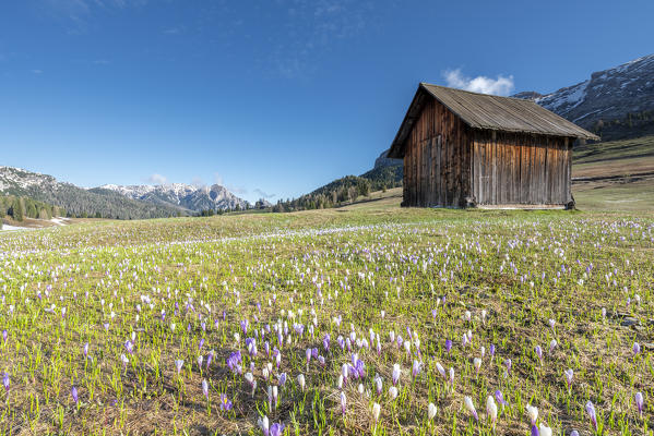 Prato Piazza/Plätzwiese, Dolomites, South Tyrol, Italy. Crocus in the spring bloom on the Prato Piazza.