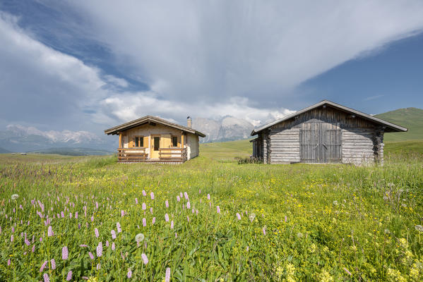 Alpe di Siusi/Seiser Alm, Dolomites, South Tyrol, Italy. 