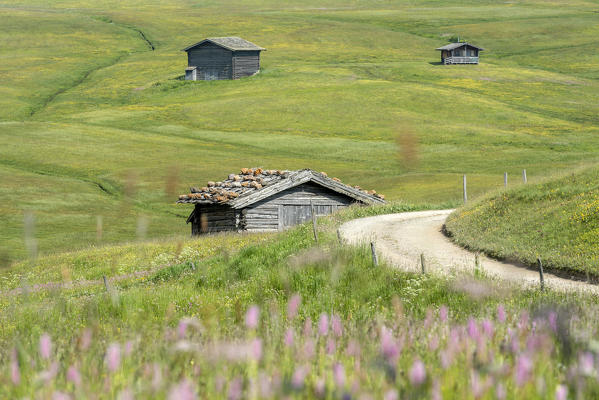 Alpe di Siusi/Seiser Alm, Dolomites, South Tyrol, Italy. 