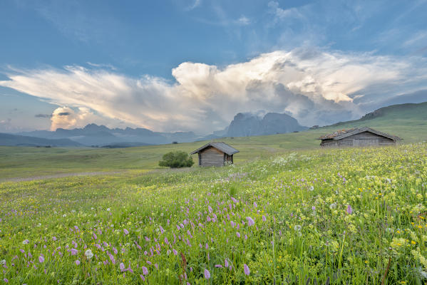 Alpe di Siusi/Seiser Alm, Dolomites, South Tyrol, Italy. Cumulonimbus cloud over the Sassolungo mountain