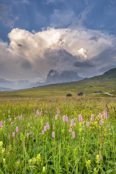 Alpe di Siusi/Seiser Alm, Dolomites, South Tyrol, Italy. Cumulonimbus cloud over the Sassolungo mountain