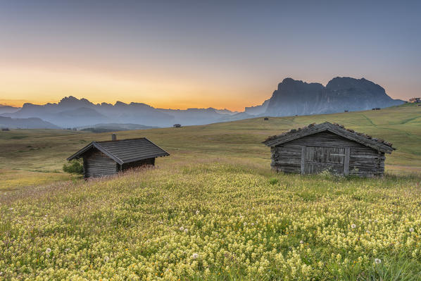 Alpe di Siusi/Seiser Alm, Dolomites, South Tyrol, Italy. Dawn at the Alpe di Siusi with the peaks of the Odle and Sassolungo in the background