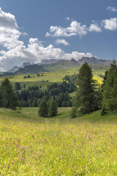 Alpe di Siusi/Seiser Alm, Dolomites, South Tyrol, Italy. 