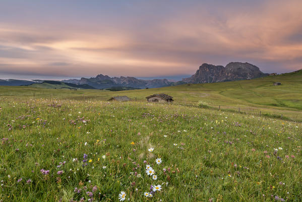 Alpe di Siusi/Seiser Alm, Dolomites, South Tyrol, Italy. Dusk over the Alpe di Siusi with a view to the Odle mountains and the Sassolungo