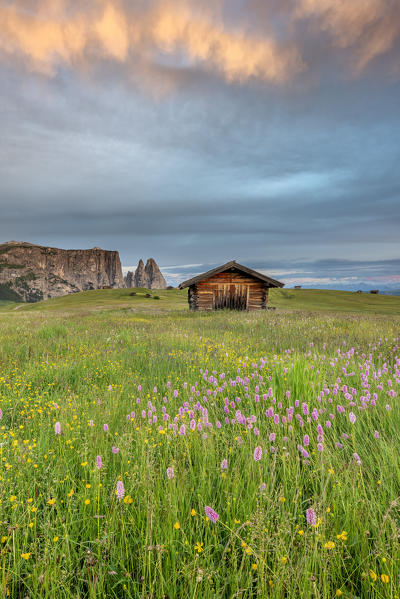 Alpe di Siusi/Seiser Alm, Dolomites, South Tyrol, Italy. Dawn over the Alpe di Siusi with the peaks of Sciliar