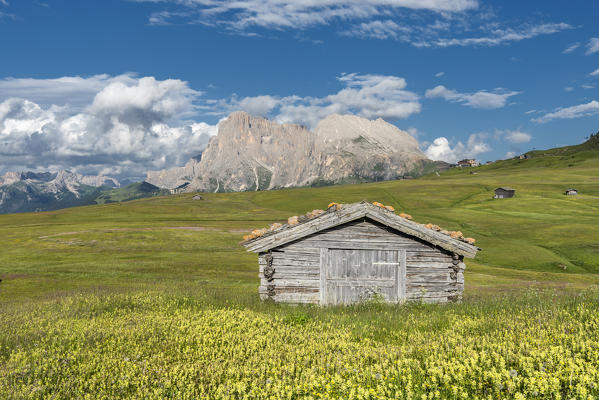 Alpe di Siusi/Seiser Alm, Dolomites, South Tyrol, Italy. 