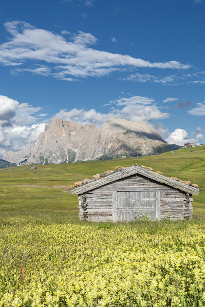 Alpe di Siusi/Seiser Alm, Dolomites, South Tyrol, Italy. 