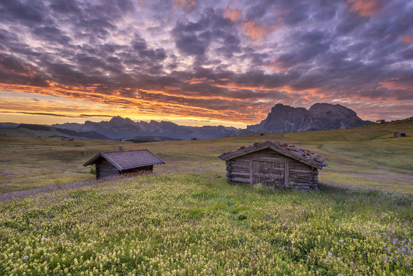 Alpe di Siusi/Seiser Alm, Dolomites, South Tyrol, Italy. Dawn over the Alpe di Siusi with a view to the Odle mountains and the Sassolungo