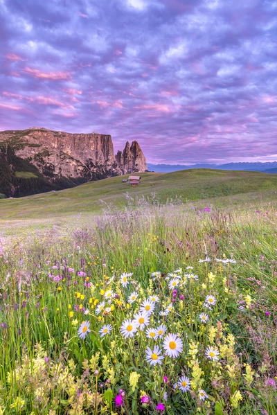 Alpe di Siusi/Seiser Alm, Dolomites, South Tyrol, Italy. Dusk over the Alpe di Siusi with the peaks of Sciliar