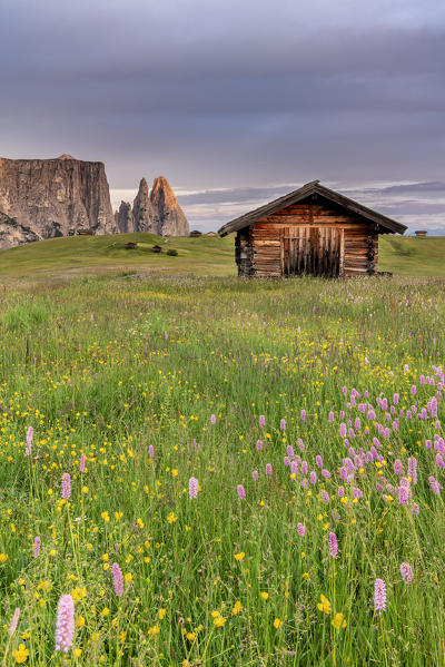 Alpe di Siusi/Seiser Alm, Dolomites, South Tyrol, Italy. Dusk over Alpe di Siusi with the peaks of Sciliar