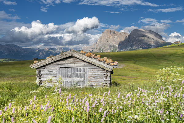Alpe di Siusi/Seiser Alm, Dolomites, South Tyrol, Italy. 