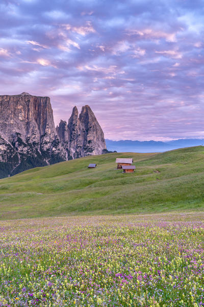 Alpe di Siusi/Seiser Alm, Dolomites, South Tyrol, Italy. Dusk over Alpe di Siusi with the peaks of Sciliar