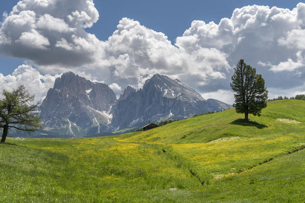 Alpe di Siusi/Seiser Alm, Dolomites, South Tyrol, Italy. 