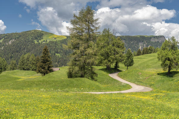 Alpe di Siusi/Seiser Alm, Dolomites, South Tyrol, Italy. 