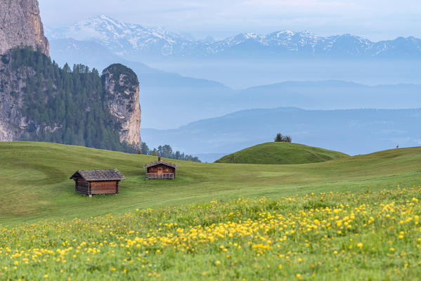 Alpe di Siusi/Seiser Alm, Dolomites, South Tyrol, Italy. Dawn on the Alpe di Siusi