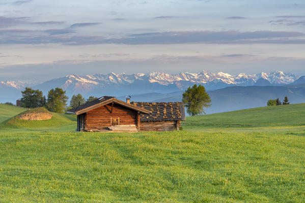 Alpe di Siusi/Seiser Alm, Dolomites, South Tyrol, Italy. Sunrise on the Alpe di Siusi with the mountains of Tessa mountain group