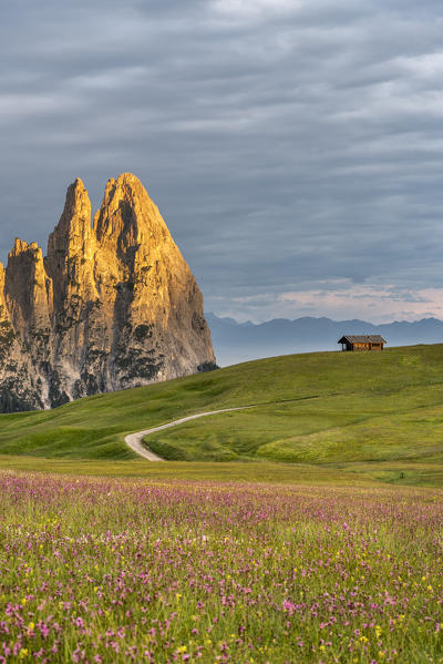 Alpe di Siusi/Seiser Alm, Dolomites, South Tyrol, Italy. Sunrise on the Alpe di Siusi with the peaks of Sciliar