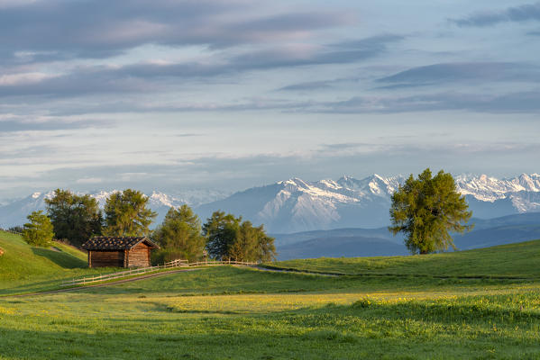 Alpe di Siusi/Seiser Alm, Dolomites, South Tyrol, Italy. Sunrise on the Alpe di Siusi with the mountains of Tessa mountain group