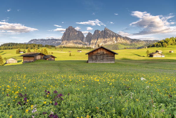 Alpe di Siusi/Seiser Alm, Dolomites, South Tyrol, Italy. Sunset on the Alpe di Siusi/Seiser Alm with the peaks of Sassolungo and Sassopiatto