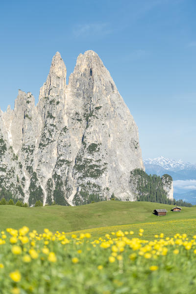 Alpe di Siusi/Seiser Alm, Dolomites, South Tyrol, Italy. The Alpe di Siusi with the peaks of Sciliar