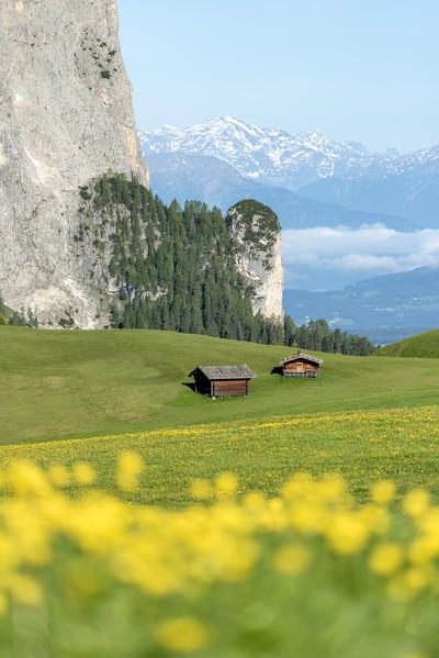 Alpe di Siusi/Seiser Alm, Dolomites, South Tyrol, Italy.