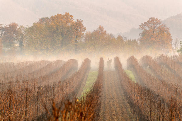 Vineyards in Franciacorta at dawn in Winter season, Brescia province, Lombardy district, Italy, Europe