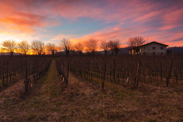 Vineyards in Franciacorta at sunset in Winter season, Brescia province, Lombardy district, Italy, Europe