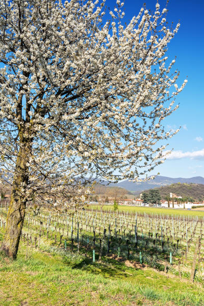 Cherry in bloom in Franciacorta, Brescia province, Lombardy district, italy, Europe