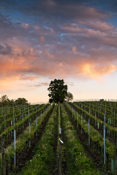 Vineyards of Franciacorta at sunset in Spring season, Lombardy district, Italy, Europe 