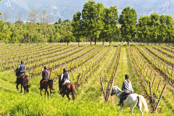 Horses among the vineyards of Franciacorta, Brescia province, Lombardy district, Italy, Europe