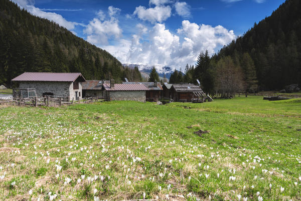 Spring season in Brandet Valley, Corteo Golgi in Brescia province, Lombardy district, Vallecamonica, Italy, Europe