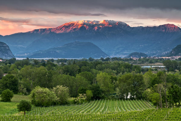 Vineyards of Franciacorta at sunset in Spring season, Lombardy district, Italy, Europe 