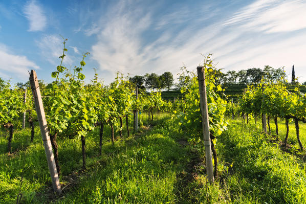 Bosio Franciacorta, Provaglio d'Iseo in Brescia province, Lombardy District, Italy,  Europe