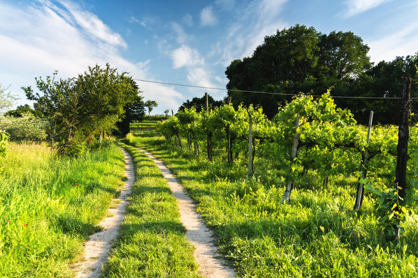 Bosio Franciacorta, Provaglio d'Iseo in Brescia province, Lombardy District, Italy,  Europe