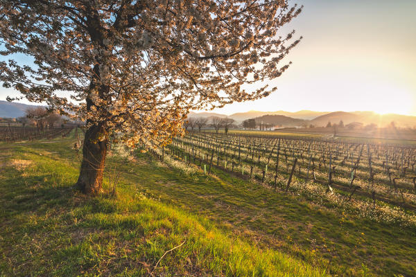 Sunrise in the vineyards of Franciacorta, Brescia province, Lombardy district, Italy, Europe