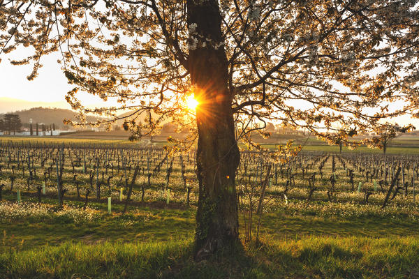 Sunrise in the vineyards of Franciacorta, Brescia province, Lombardy district, Italy, Europe