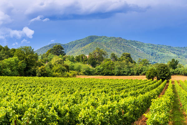 Franciacorta vineyards after the storm, Brescia province, Lombardy district, Italy.