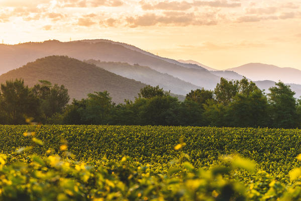 Vineyards of Franciacorta at dawn, Brescia province, Lombardy district, Italy.