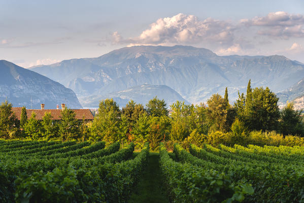 Monte Guglielmo and vineyards of Franciacorta, Brescia province, Lombardy district, Italy.