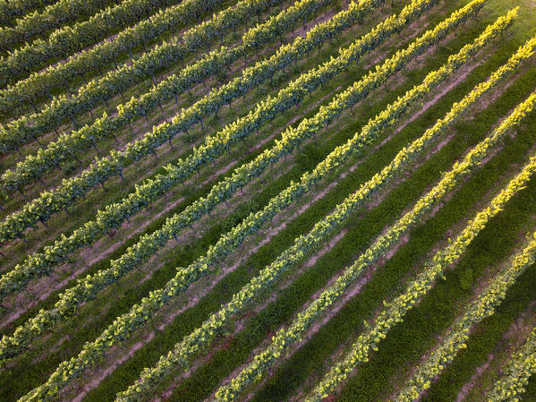 Details of vineyards in Franciacorta, Brescia province, Italy, Europe