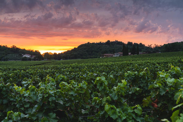 Vineyards of Franciacorta at sunset in Brescia province, Lombardy district, Italy, Europe