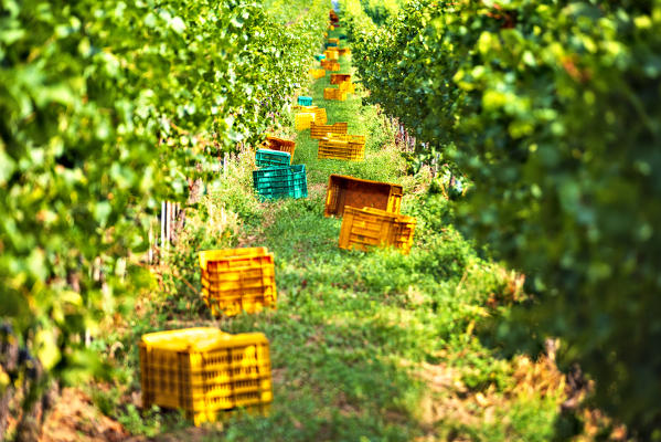Harvest in Franciacorta, Brescia province, Lombardy district, Italy, Europe.