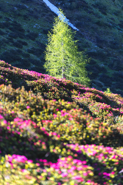 Val Grande in summer season in Stelvio national park, Vezza d'Oglio, Brescia province, Lombardy, Italy, Europe.