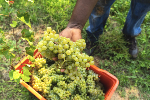 Harvest in Franciacorta, Brescia province in Lombardy district, Italy, Europe.