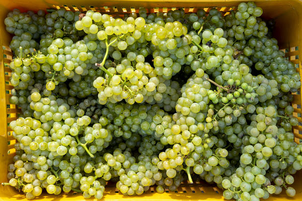 Harvest in Franciacorta, Brescia province in Lombardy district, Italy, Europe.