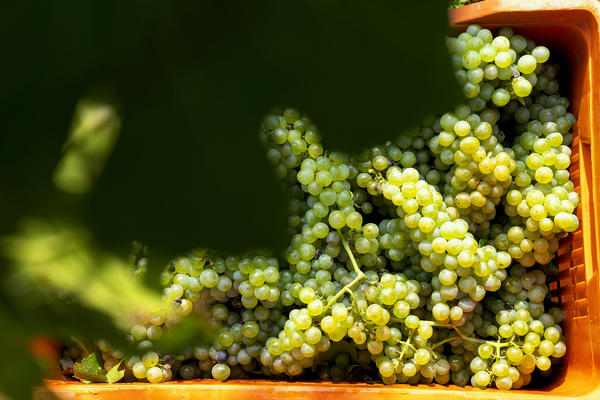 Harvest in Franciacorta, Brescia province in Lombardy district, Italy, Europe.