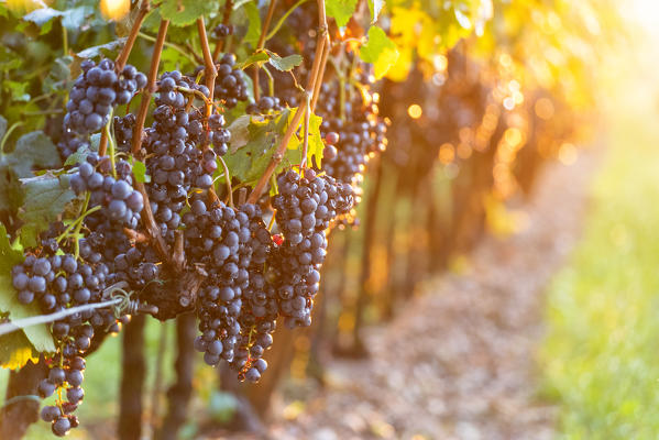 Harvest in Franciacorta, Brescia province in Lombardy district, Italy, Europe.