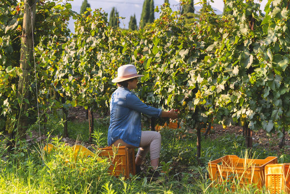 Harvest in Franciacorta, Brescia province in Lombardy district, Italy, Europe.