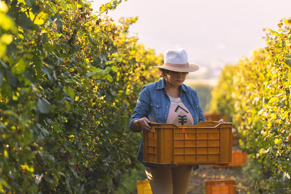 Harvest in Franciacorta, Brescia province in Lombardy district, Italy, Europe.