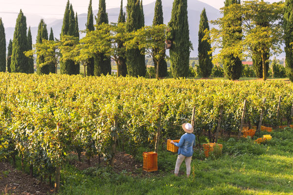 Harvest in Franciacorta, Brescia province in Lombardy district, Italy, Europe. (MR)